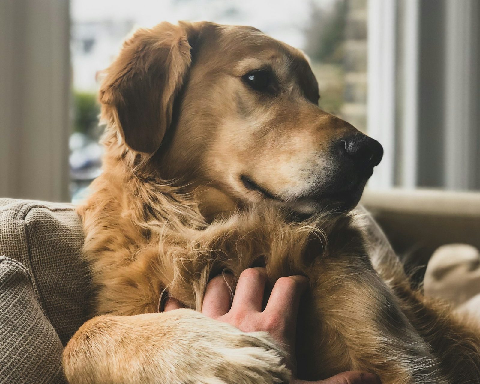 Un golden retriever paisible sur un canapé près d'une fenêtre, la main de son maître posée doucement sur sa patte