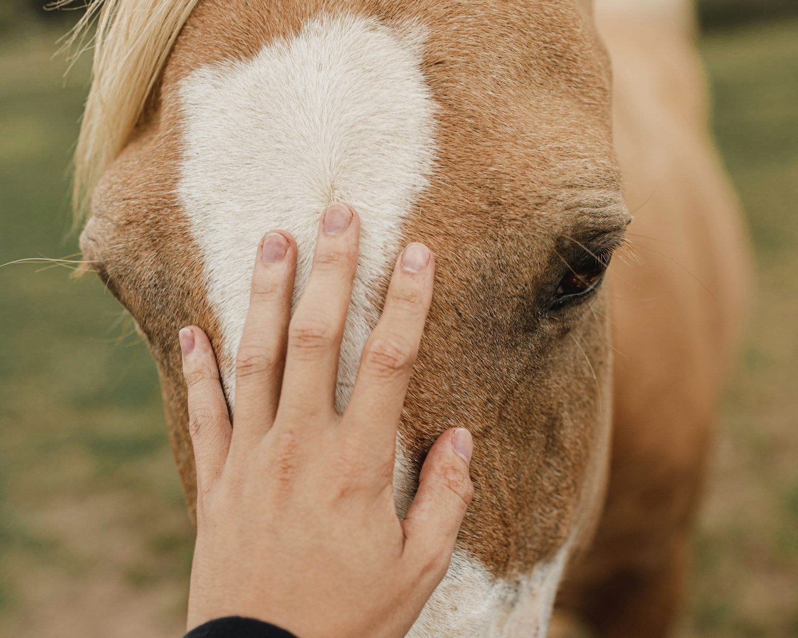 Une main posée doucement sur le chanfrein blanc d'un cheval alezan, dans un pré