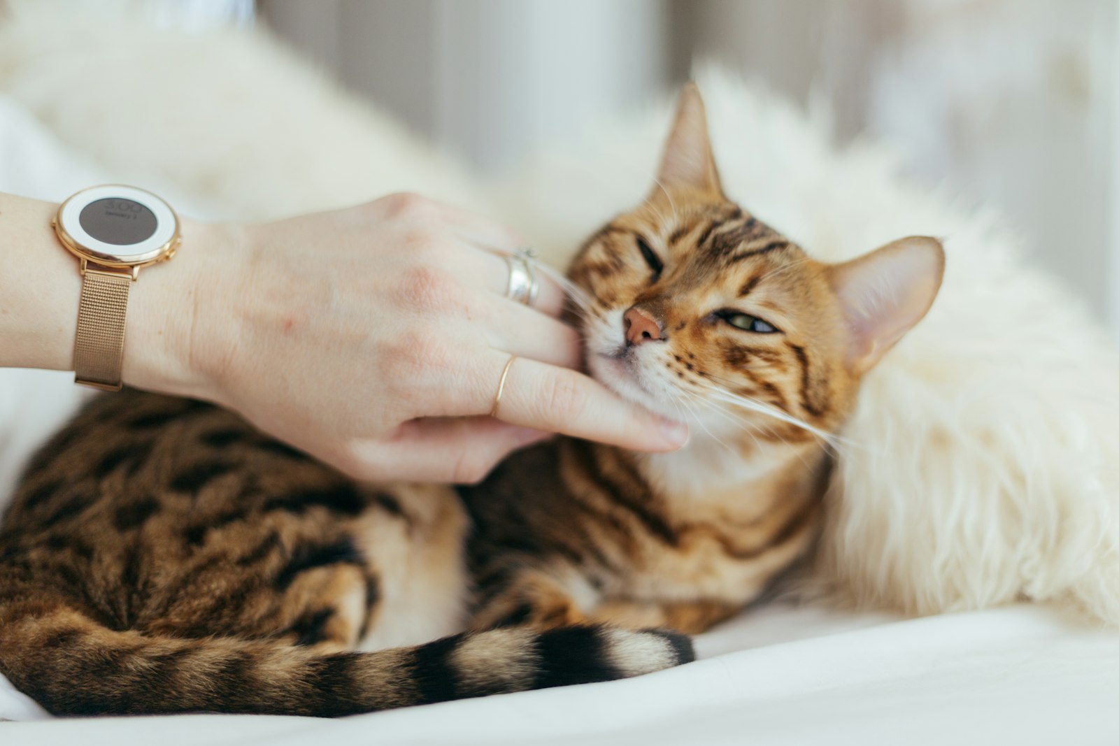 Une main caresse un chat tigré qui somnole, les yeux mi-clos